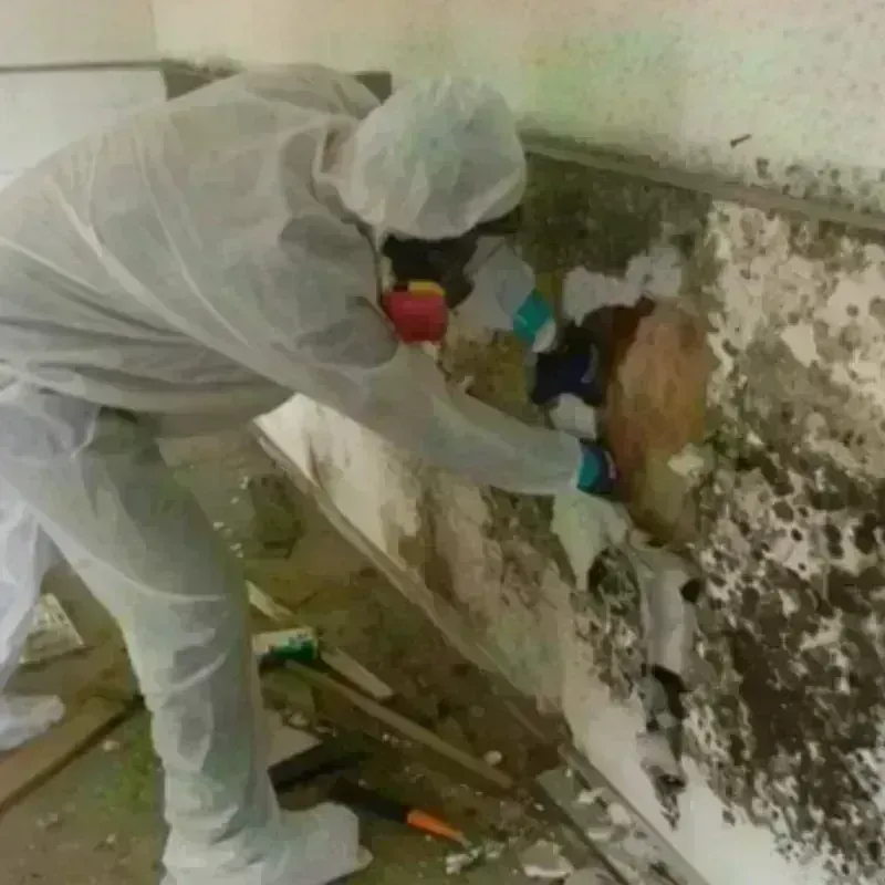 Mold Remediation and Removal in Somervell County, TX